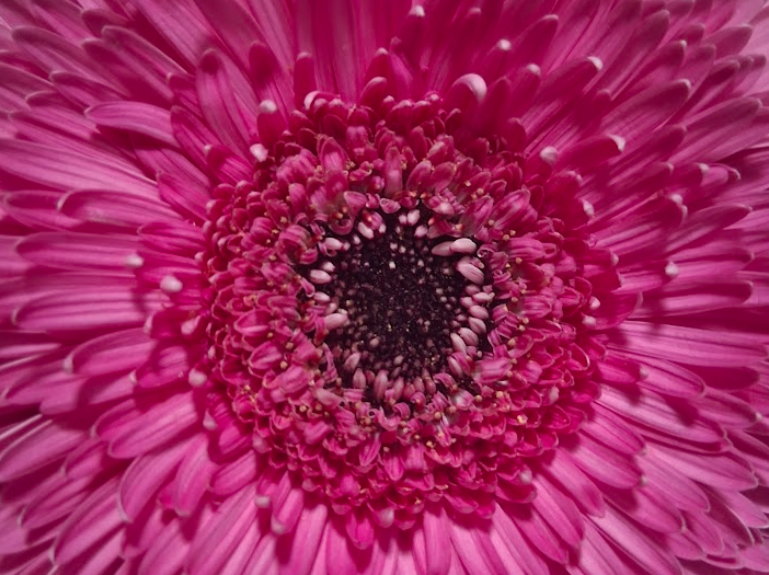 Pink gerbera flower — ISU